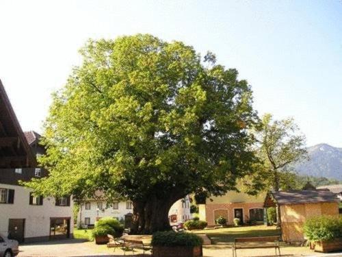 Pension Schierl Faistenau Exteriér fotografie